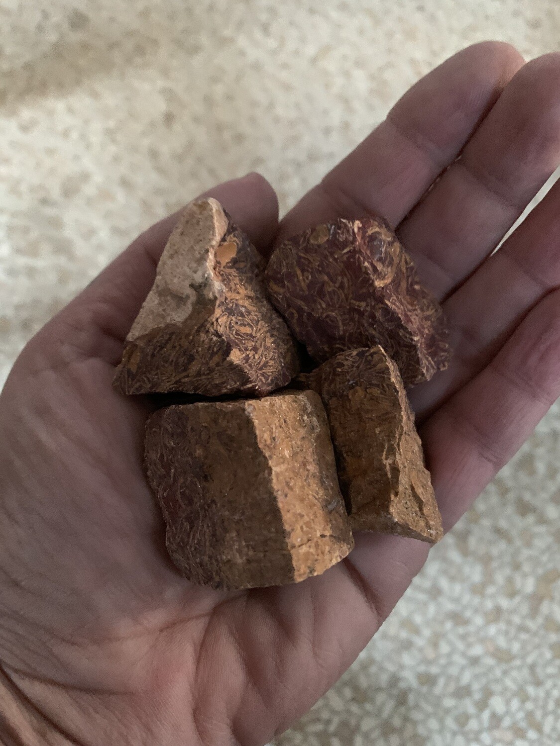 Script Jasper (Sea Fossil)