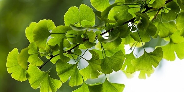 Ginkgo Biloba 8oz