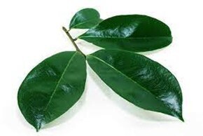 Soursop Leaf - 4oz