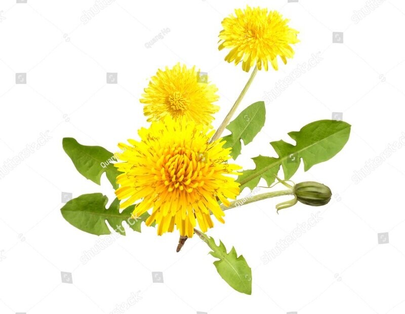 Dandelion powder - 4oz