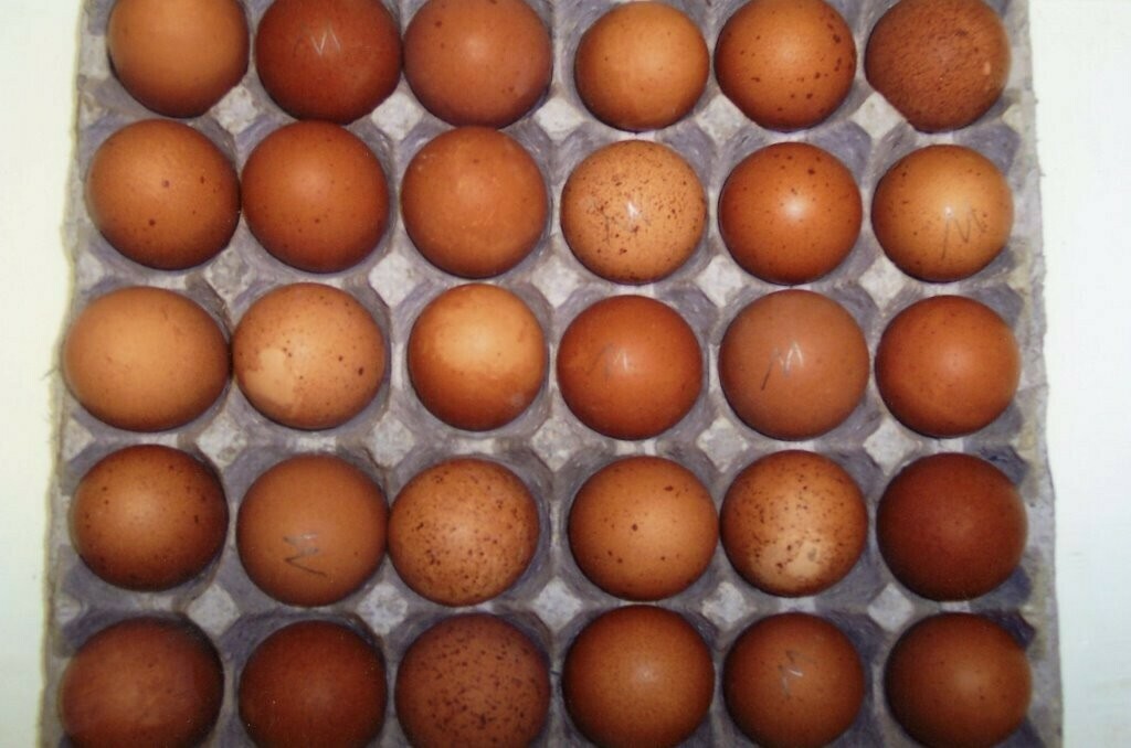 Eggs (Large)  30 eggs per tray