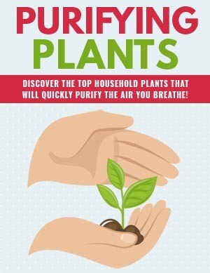 How to Purifying Plants How to Purifying Plants