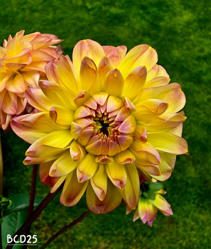 Dahlia frø 2025 50+ Dahlia frø 2025 50+
