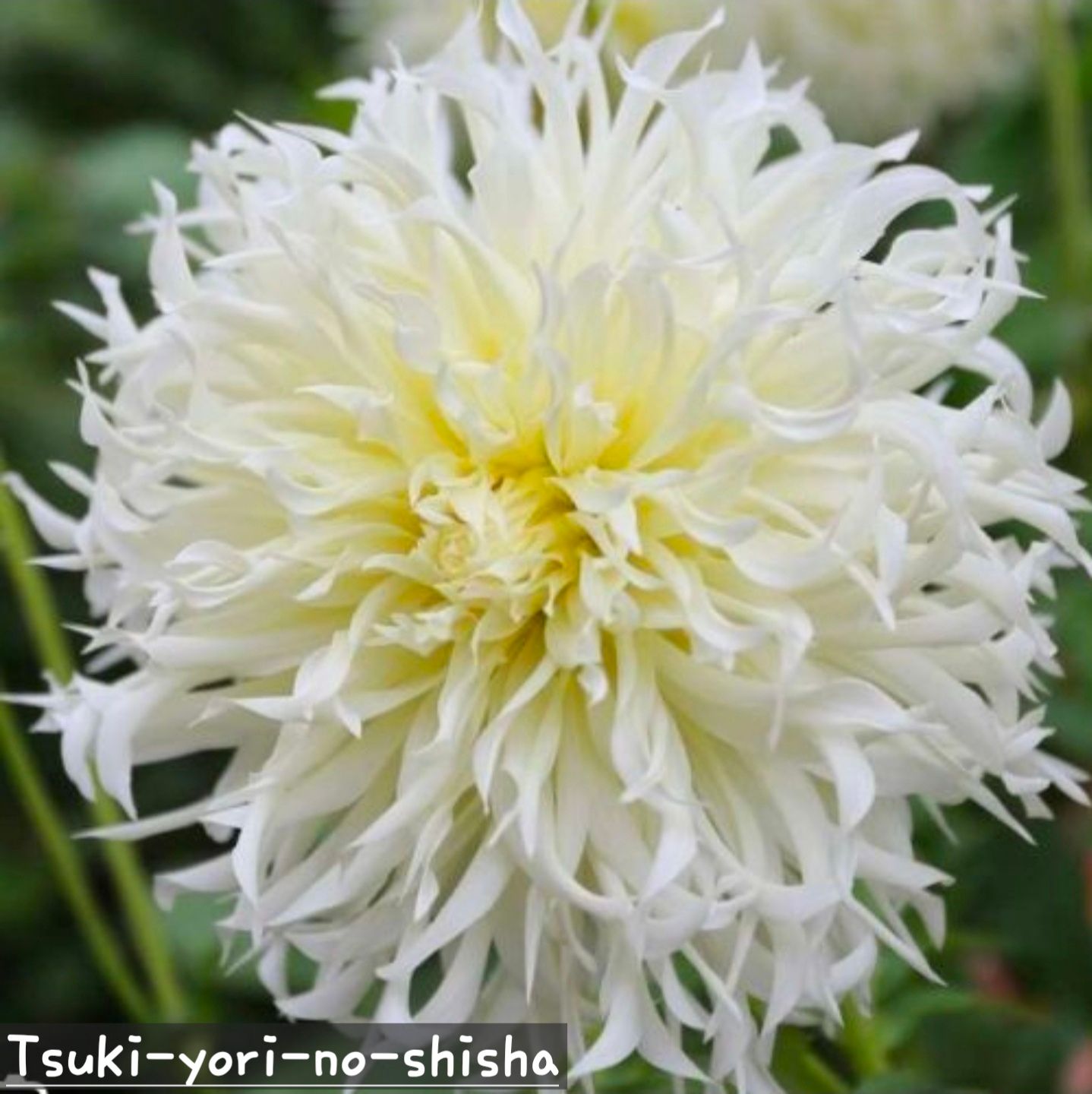 Tsuki-yori-no-shisha 