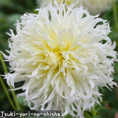 Tsuki-yori-no-shisha 