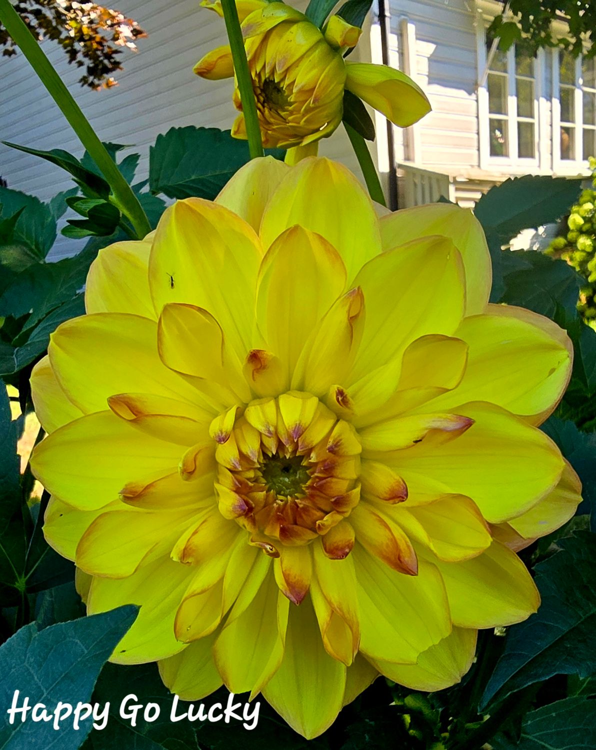 Happy Go Lucky Happy Go Lucky