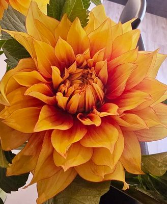 Dazzling Magic/Dazzling Sun