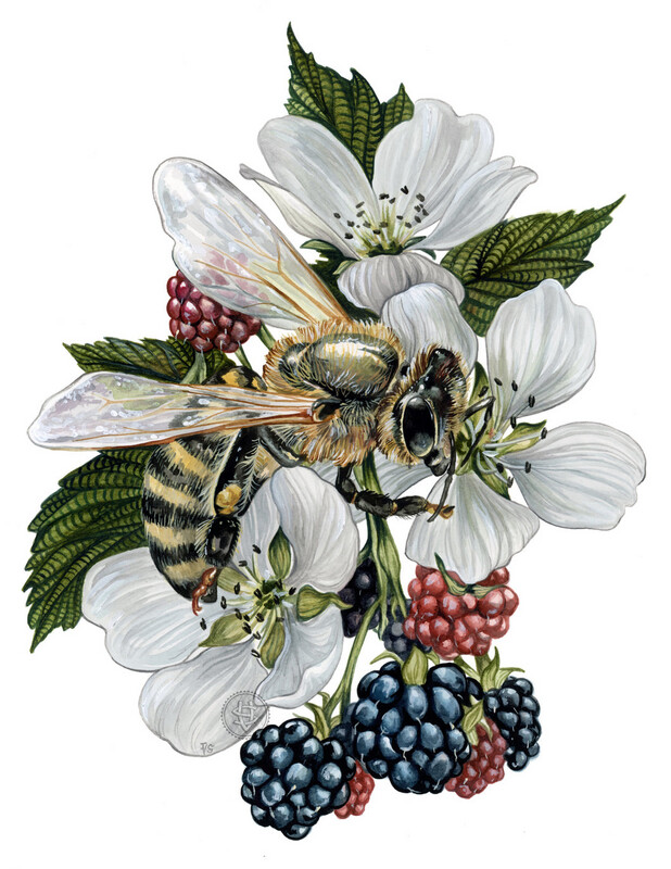 Raw Blackberry Blossom Honey (6 oz) 🩸 LIQUID