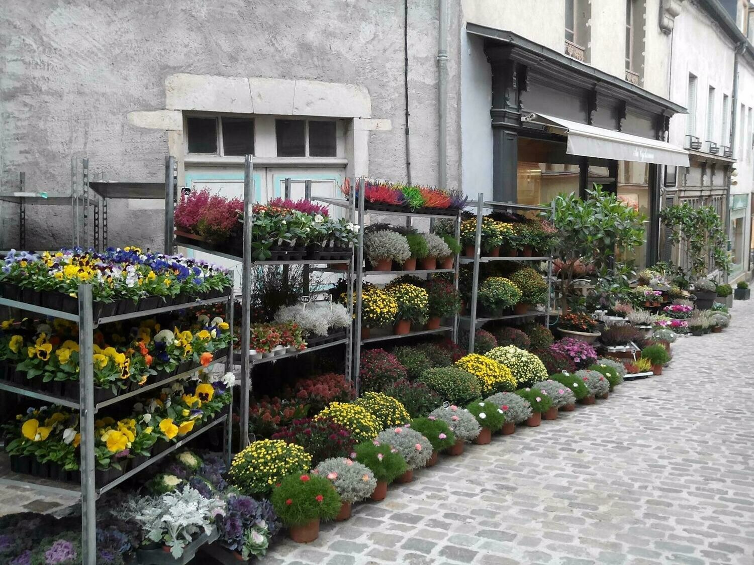 Chrysanthème