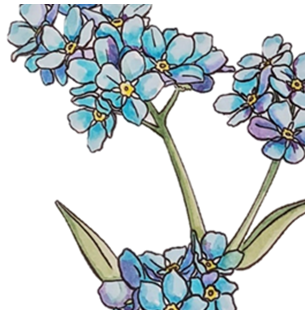 Forget-Me-Nots