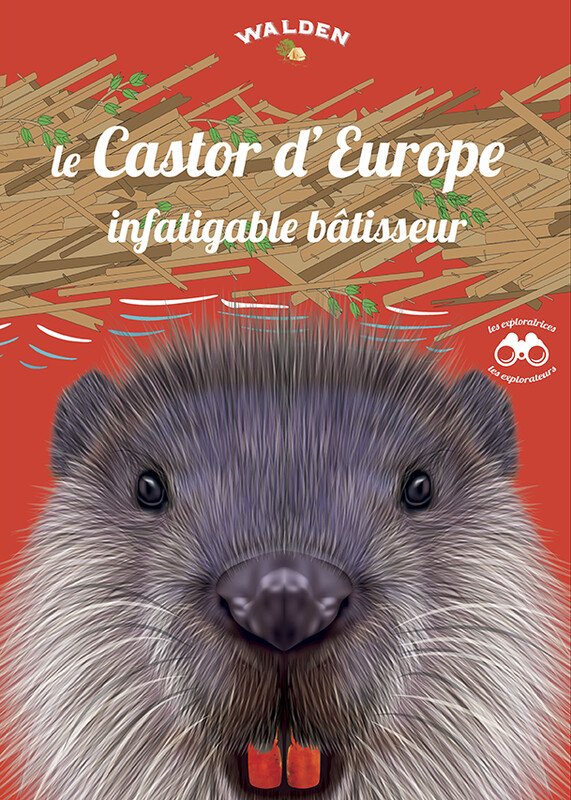 Le Castor d'Europe, un infatigable bâtisseur