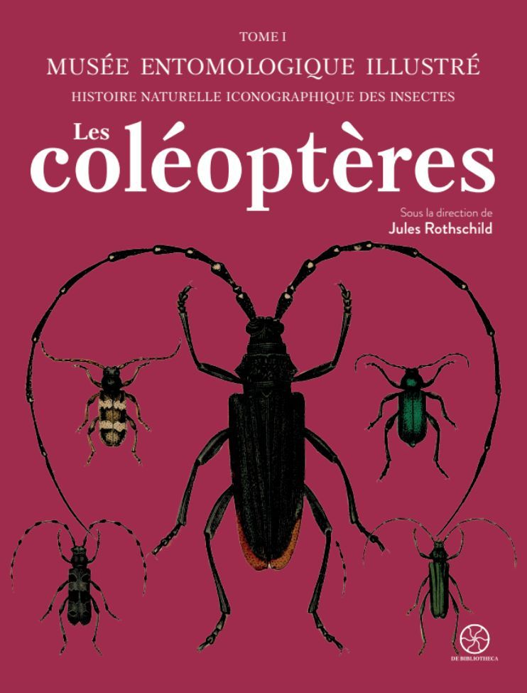 Musée entomologique illustré : les coléoptères. Jules Rotschild (dir.)