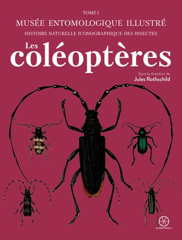Musée entomologique illustré : les coléoptères. Jules Rotschild (dir.)