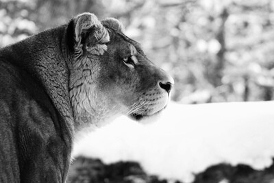 Lionne Zoo de Servion