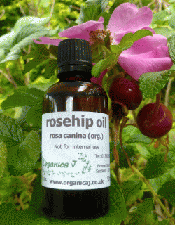 Rosehip (rosa canina) Rosehip (rosa canina)