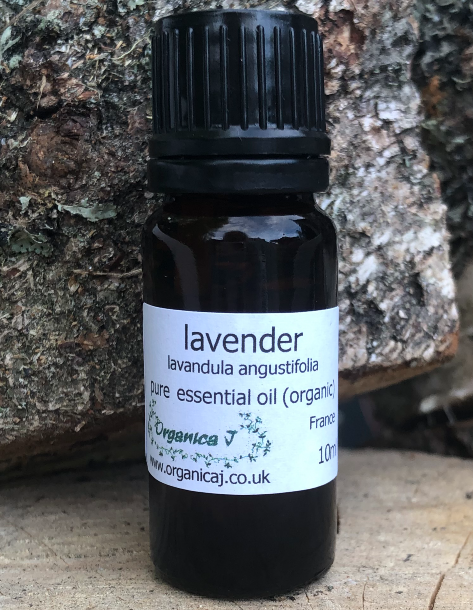 Lavender (lavandula angustifolia) Lavender (lavandula angustifolia)