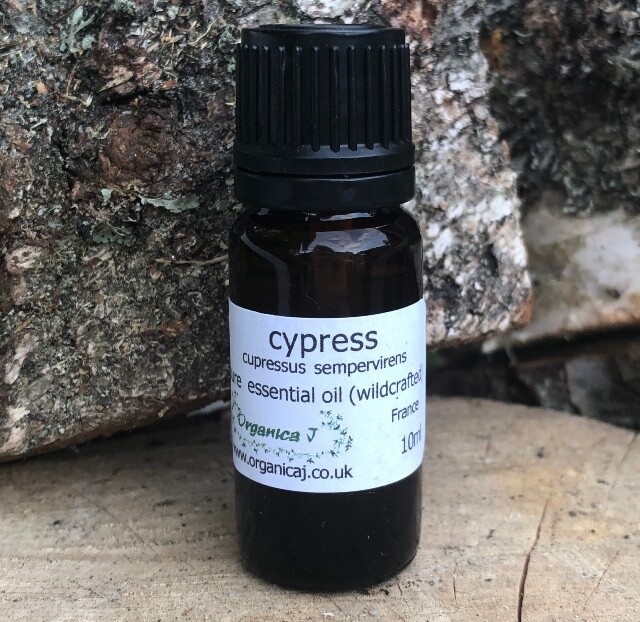 Cypress (cupressus sempervirens)