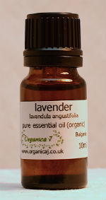 Lavender (lavandula angustifolia) Lavender (lavandula angustifolia)