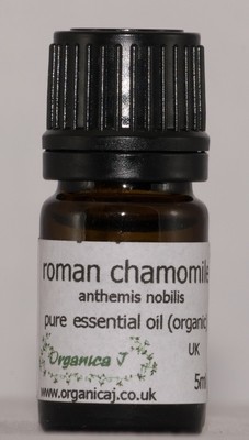 Chamomile, Roman (anthemis nobilis)