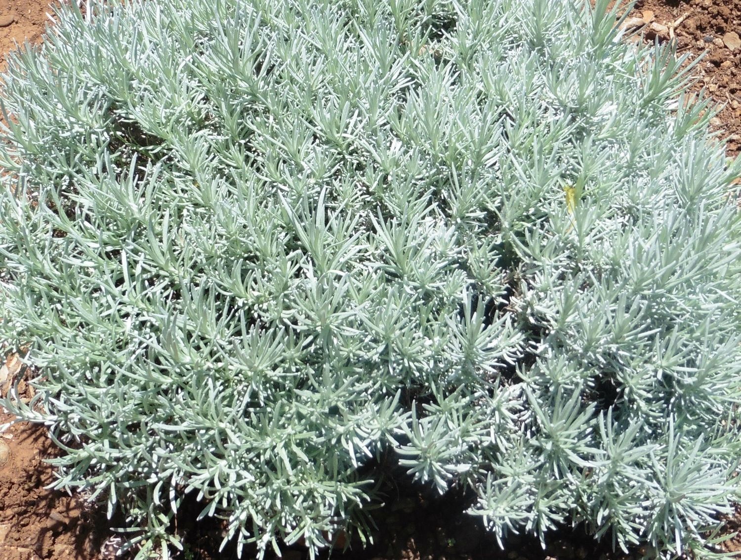 Everlasting (helichrysum italicum)
