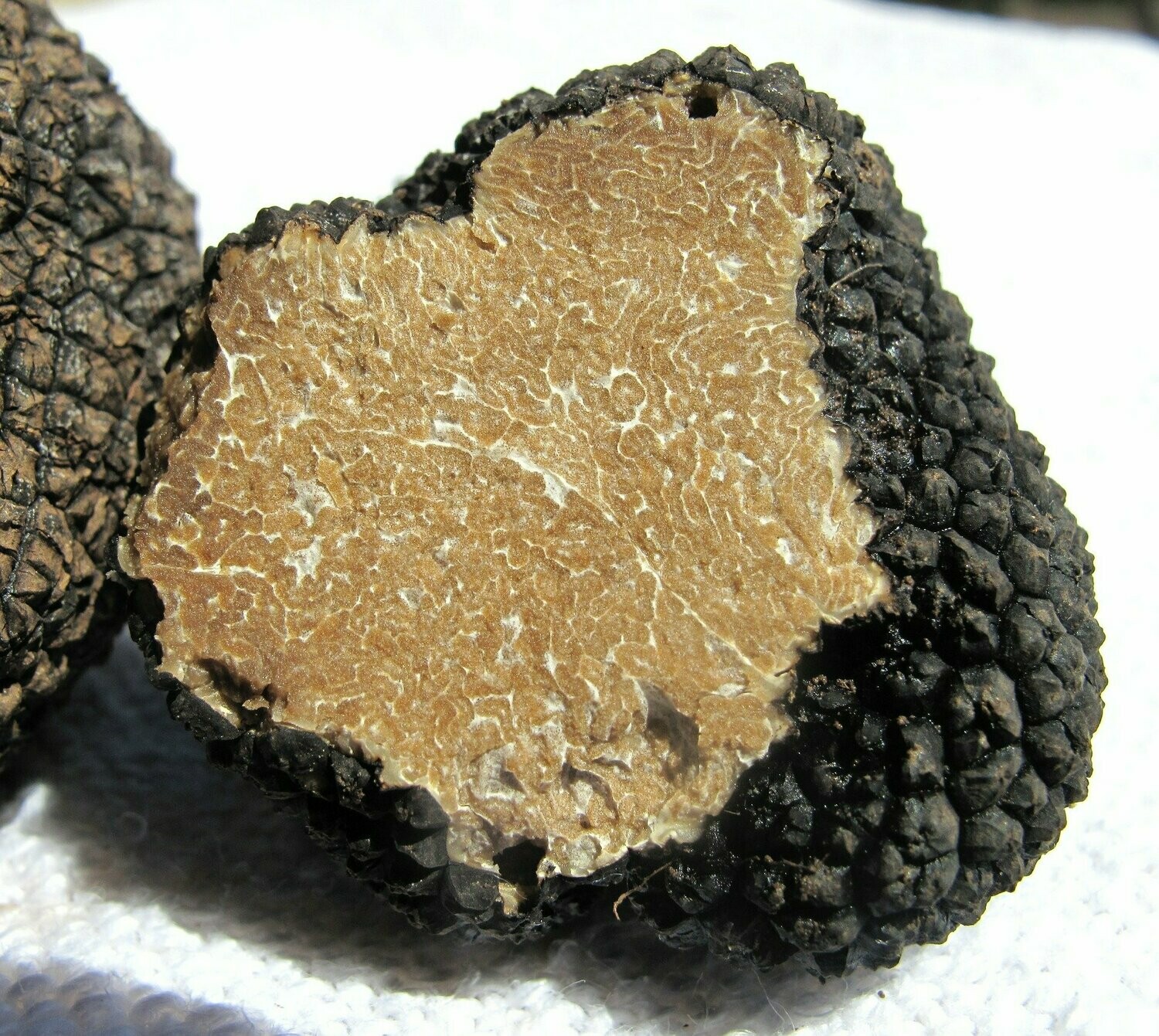 Truffe d'été
