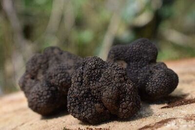 Truffe