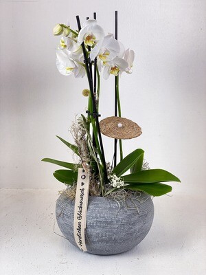 Weiße Orchidee "Herzlichen Glückwunsch"