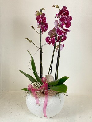 Violette Orchidee in weißem Relief-Übertopf.