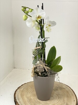 Orchidee "Danke"