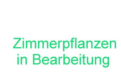 Zimmerpflanzen – Zimmerpflanzen inkl. Gefäß