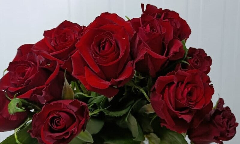 Bunch Of Red Roses 10Pcs 25AED