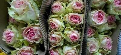 Bunch Of Esperance Rose 10Pcs 25AED