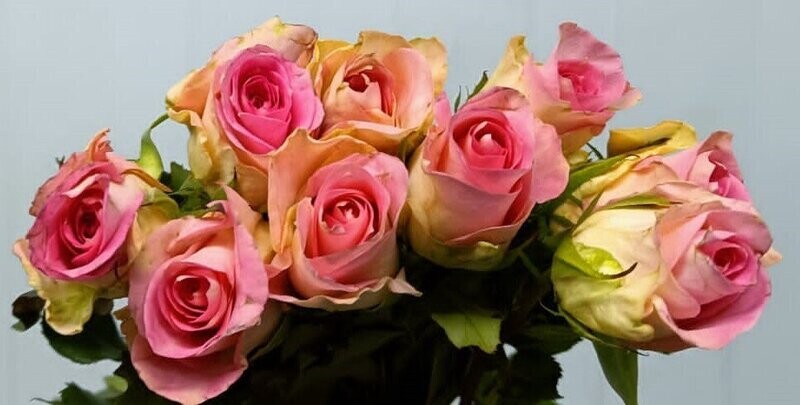 Bunch Of Lite Pink Rose 10Pcs 25AED