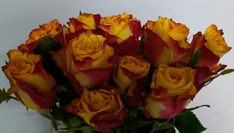 Bunch Of Yellow&Red Colour Rose 10Pcs 25AED