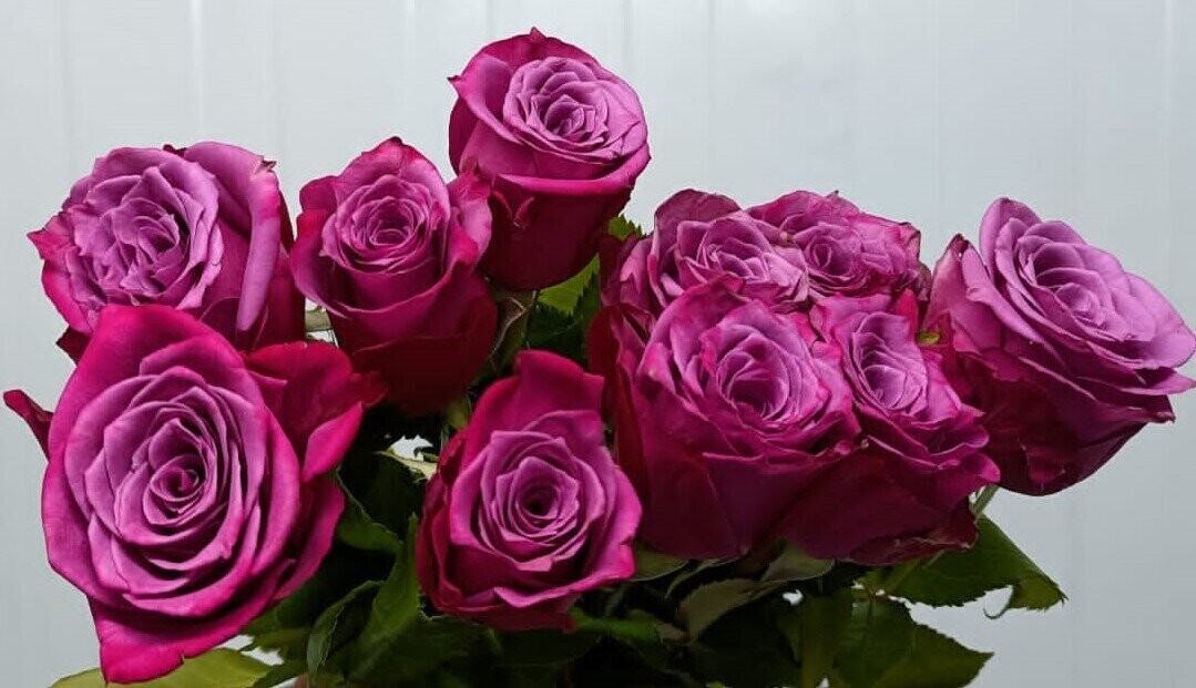 Bunch Of Purple Rose 10Pcs 25AED