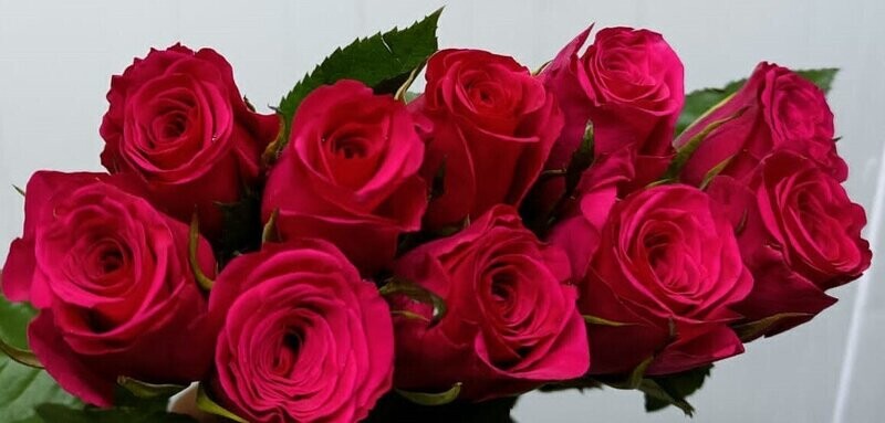Bunch Of Pusha Rose 10Pcs 25AED