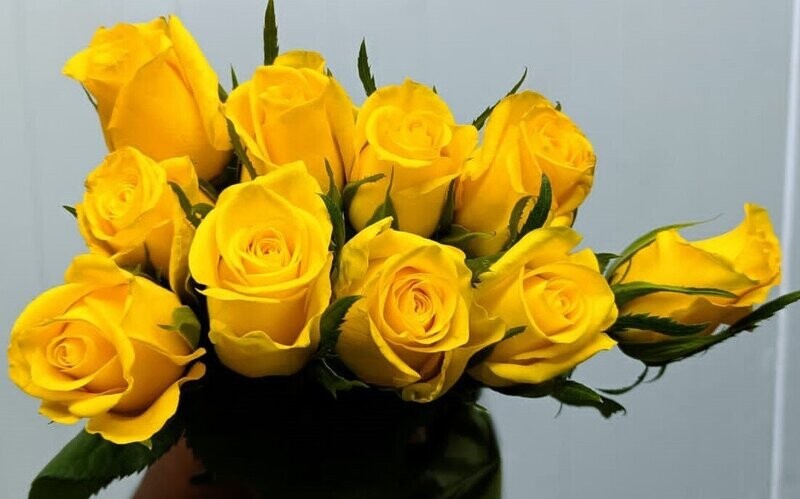 Bunch Of Yellow Rose 10Pcs 25AED