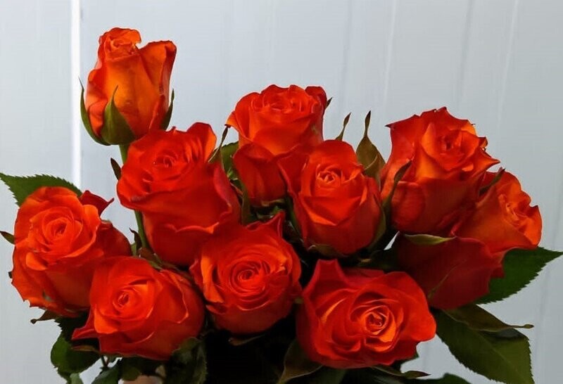 Bunch Of Orange Rose 10Pcs 25AED