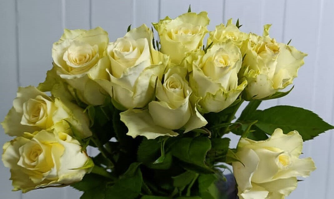 Bunch Of White Rose 10Pcs 25AED