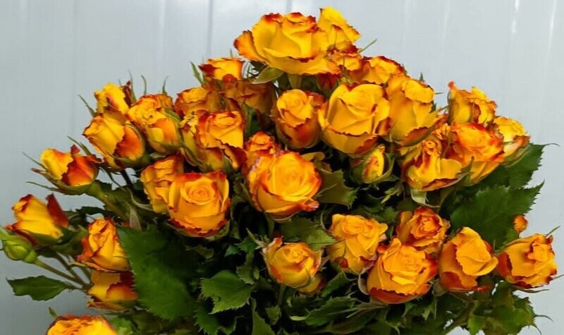 Bunch Of Yellow&Red Mix Baby Rose 10Pcs 50AED