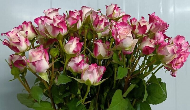 Bunch Of Reflex Baby Rose 10Pcs 50AED