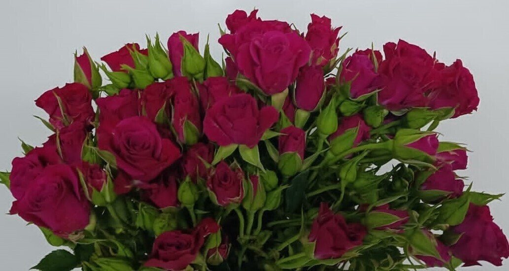 Bunch Of Pusha Baby Rose 10Pcs 50AED