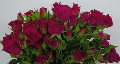 Bunch Of Pusha Baby Rose 10Pcs 50AED