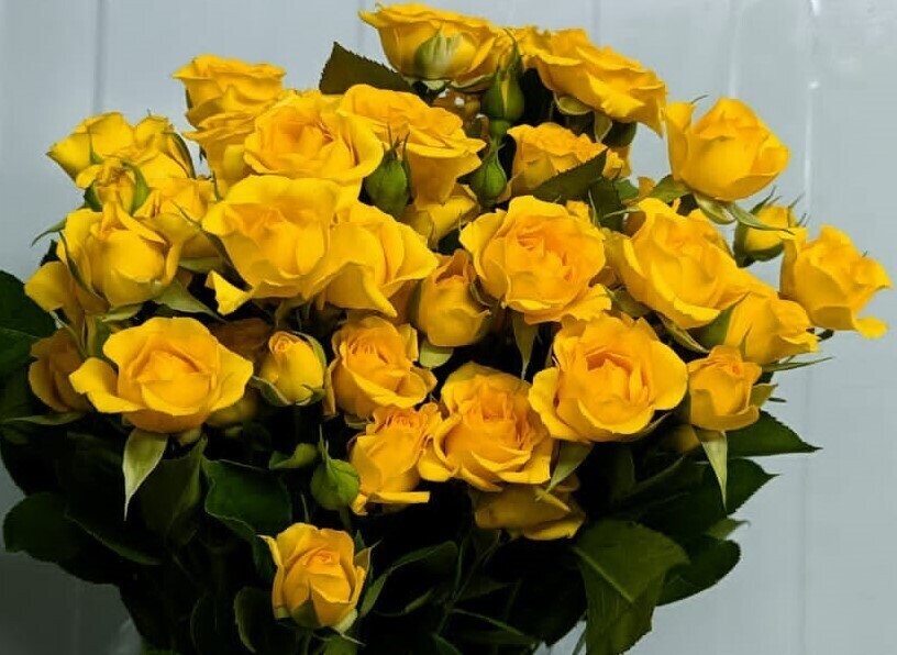 Bunch Of Yellow Baby Rose 10Pcs 50AED