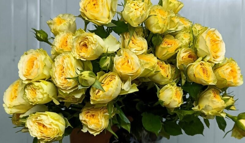 Bunch Of Bandolero Baby Rose 10Pcs 50AED