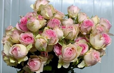 Bunch Of Dinara Pink Baby Rose 10Pcs 50AED