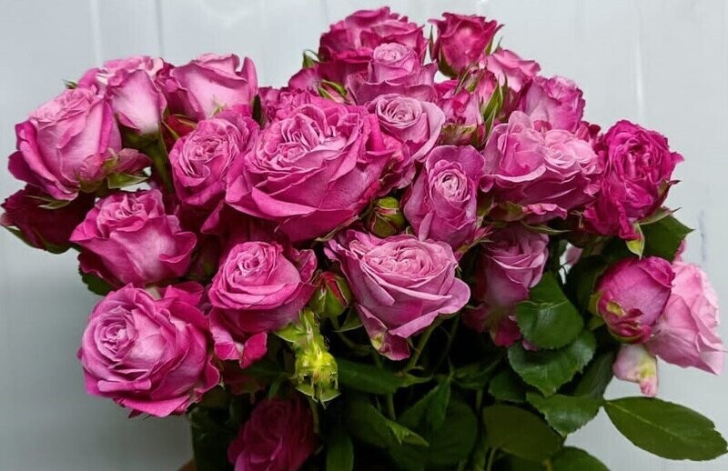 Bunch Of Lite Pusha Baby Rose 10Pcs 50AED