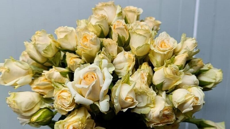 Bunch Of Peach Baby Rose 10Pcs 50AED