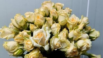 Bunch Of Peach Baby Rose 10Pcs 50AED