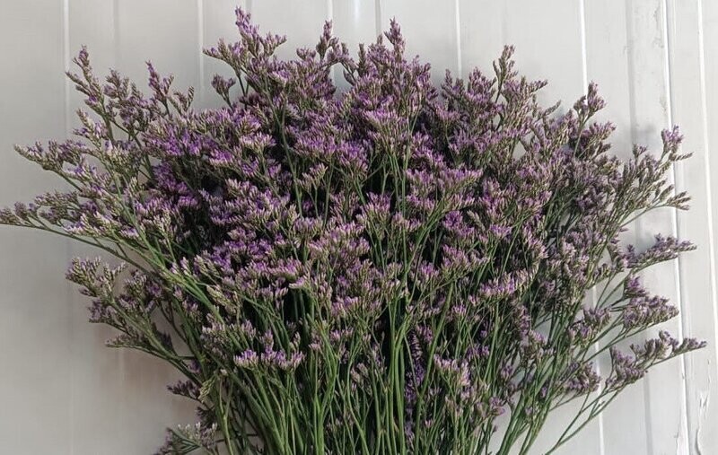 Bunch Of Purple Limonium 20Pcs 50AED